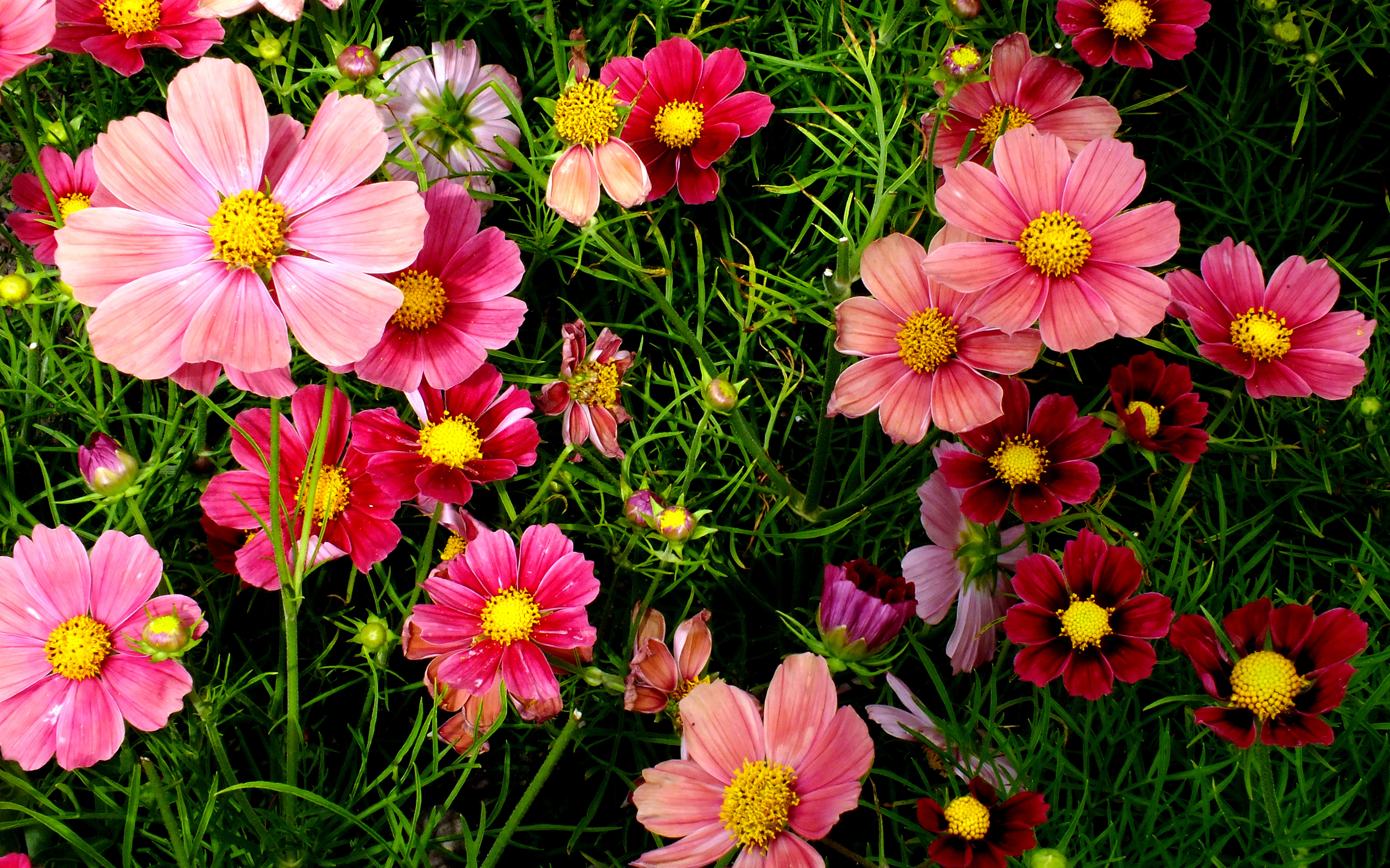 Pink Cosmos Flowers3058112742